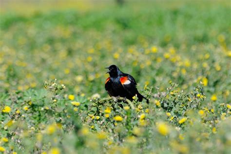 177,000 Tricolored Blackbirds Saved in 2020! | Audubon California