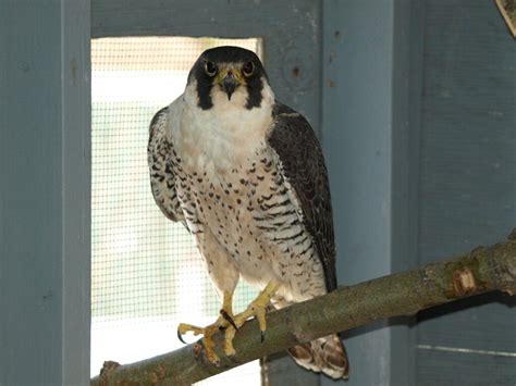 Peregrine Falcon Hunting Strategy - Alberta Institute For Wildlife ...