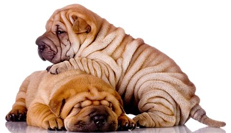 Pin by Rachel Parham on Things I love | Shar pei puppies, Shar pei dog, Cute dogs breeds