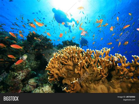 Scuba Diving On Coral Image & Photo (Free Trial) | Bigstock