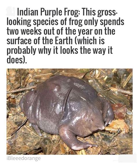 Indian Purple Frog | Weird facts, Fun facts, Wtf fun facts