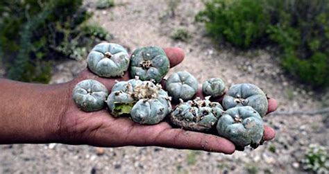 A Trippy History Of Peyote, The Mysterious Navajo Hallucinogen