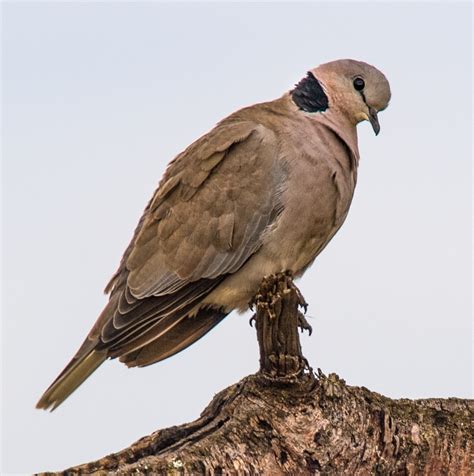 Ring-necked Dove - Owen Deutsch Photography