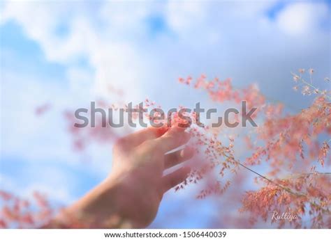 Womans Hand Touch Grass Field Sunset Stock Photo 1506440039 | Shutterstock