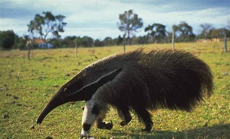 Anteater Facts: 20 Interesting Facts about Anteater