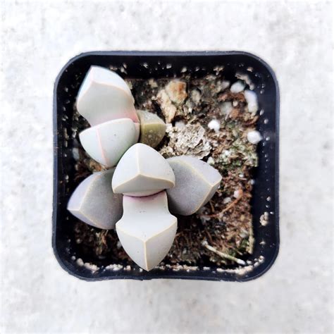 Karoo Rose Lapidaria margaretae for Sale | Succulent Care | Lithops ...