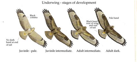 About the Common Buzzard in France