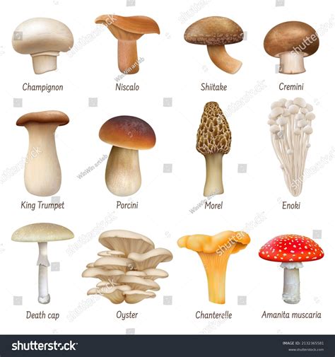 Realistic Mushrooms Edible Inedible Mushroom Plants: เวกเตอร์สต็อก (ปลอดค่าลิขสิทธิ์) 2132365581 ...