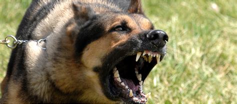 Dog Aggression - 5 Different Types and Solutions | Dog Tag Art