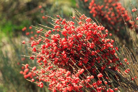 Ephedra Alkaloids | Waters