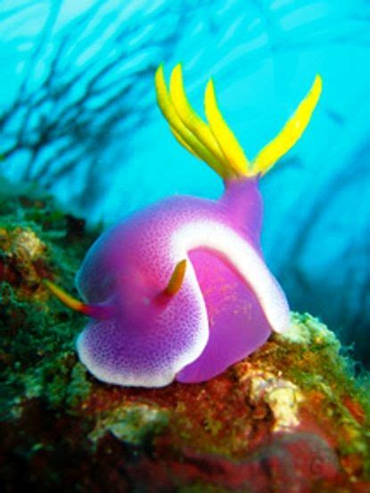 Purple Sea Slug Photo: © Omar D. Linsangan fromDugong Dive Center, Palawan Philippines | Sea ...