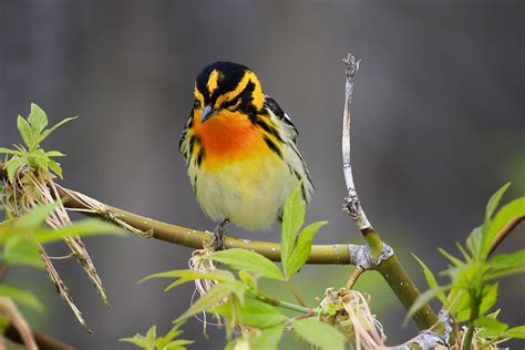 Male Blackburnian Warbler Photograph by Gary Hall - Fine Art America