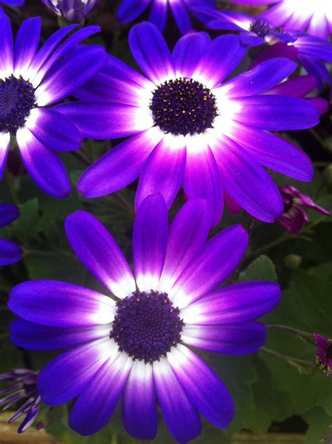 Blue Purple White Flowers by rdsadams on DeviantArt