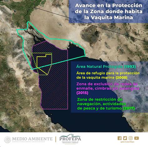 Vaquita marina, la marsopa más pequeña del mundo | Procuraduria Federal ...