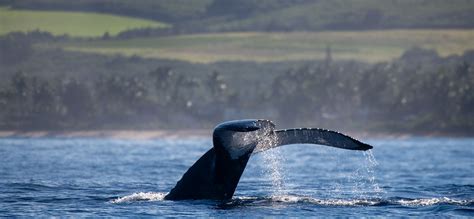 Haleiwa Fishing Charter - Hawaii's Unique Adventure - Hawaii Whale Tale Tours