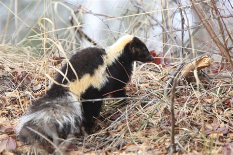 Methods for Getting Rid of Skunk Smell | Wildlife Removal Information