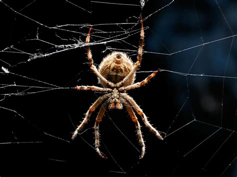 Garden orb weaver - Australian Geographic