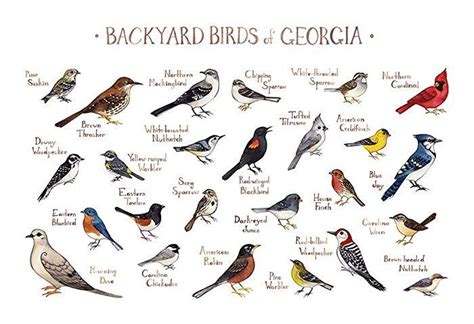 Backyard Birds of Georgia Field Guide Art Print