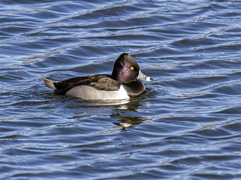 Male Ring-necked Duck | Mike Powell