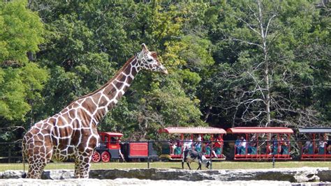 Timbavati Wildlife Park — A Fun, Family-Friendly Experience - WI Dells