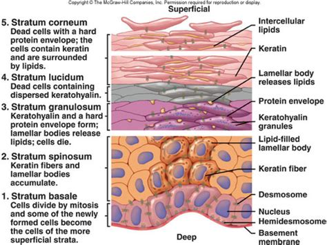 CH 6 skin and membranes Flashcards | Quizlet