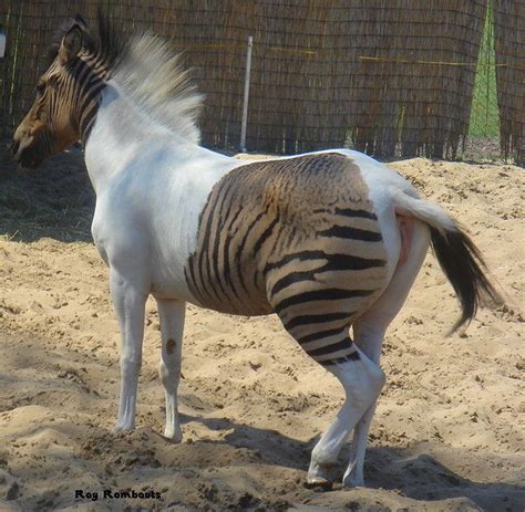 Flickriver: Most interesting photos tagged with zorse | Zorse ...