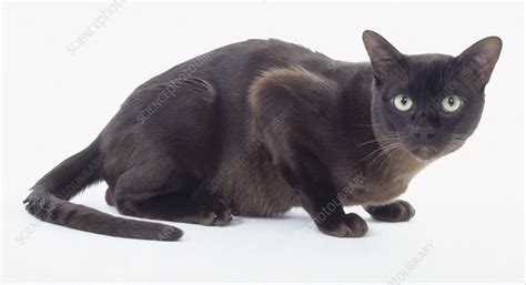 Brown Burmese cat crouching - Stock Image - C051/7327 - Science Photo Library