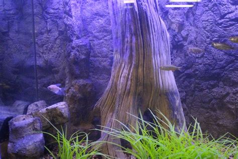 Various Rocky Backgrounds | Aquarium Tank | Universal Rocks | Aquarium backgrounds, Swimming ...