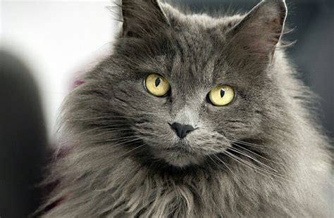 Big Cat Breeds Short Hair - browser images full