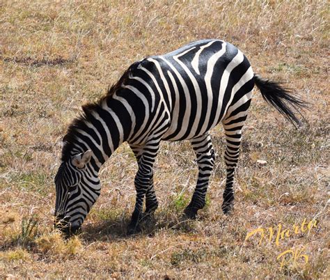 Zebra Eating Grass | Zebra, Animals name list, Masai mara national reserve