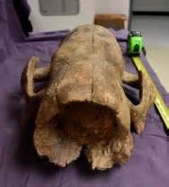 Nothrotheriops Ground Sloth Skull Fossil