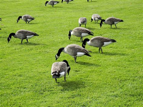 Canada Geese Feeding Grass - Free photo on Pixabay - Pixabay