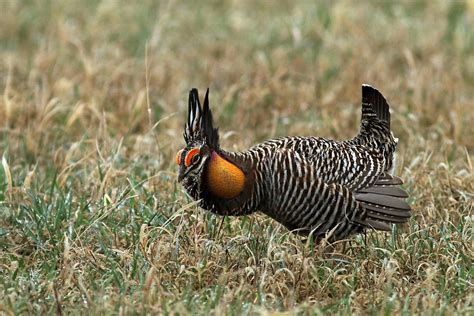 Nebraska | Prairie Chicken Early Morning