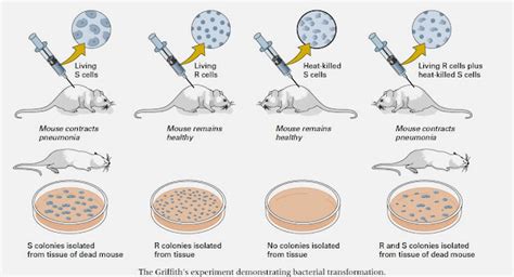 Biolearnspot: Griffiths Transformation Experiment