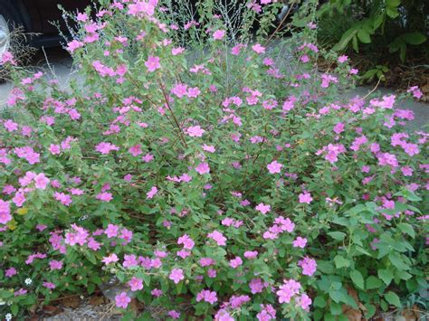 Texas rock rose – rolling with the punches. | Drought resistant plants, Beautiful flowers garden ...