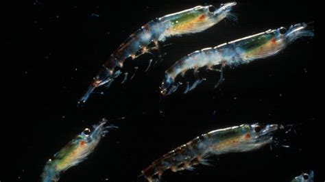 Researchers Use Sound to Determine How Many Krill Live Beneath the Icy ...