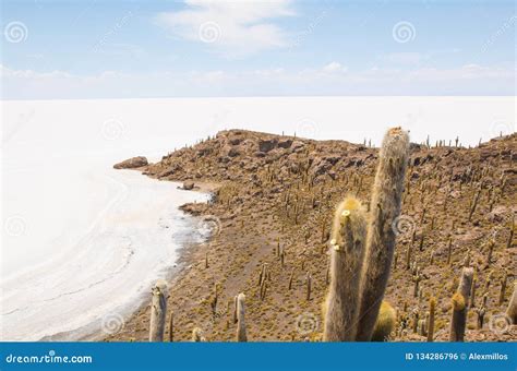 Cactus on Incahuasi Island, Salar De Uyuni, Bolivia Stock Photo - Image ...