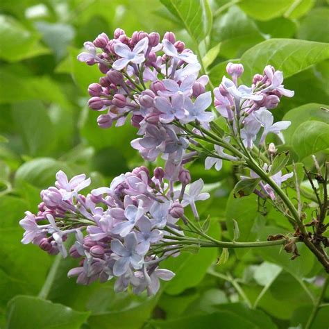 Lilac flowers - Syringa vulgaris Firmament