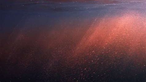 Hand-held shot of krill swarm in ocean surface - Stock Video Footage - Dissolve