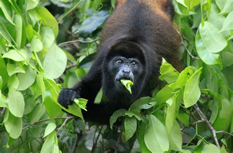 Tortuguero National Park | Tortuguero national park, Wildlife watching, Costa rica wildlife