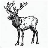 Elk Hunting For Its Antlers Coloring Pages  Kids – Smart sketch template