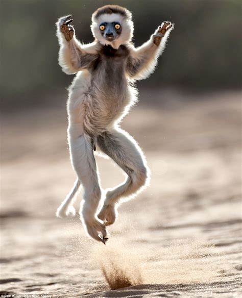 Light-footed lemurs dance in the sands of Madagascar | Daily Mail Online