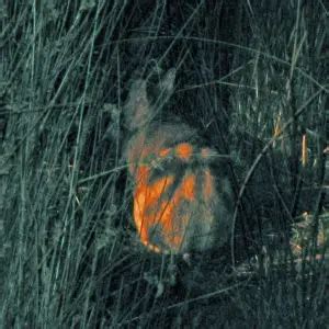 Eastern Barred Bandicoot - Facts, Diet, Habitat & Pictures on Animalia.bio