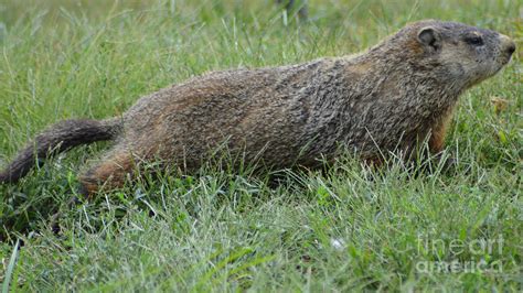 Groundhog From Nose To Tail Photograph by Belinda Stucki - Fine Art America