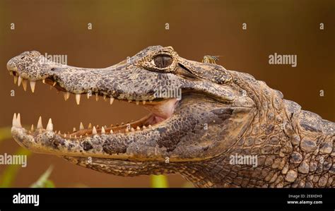 Head of yacare caiman with open mouth and visible teeth, Pantanal ...