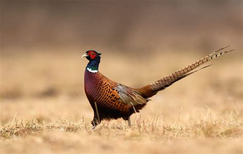 Raising Pheasants from Chicks to Maturity - Backyard Poultry