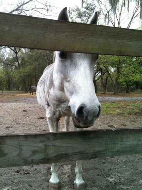 Lipizzan Stallions return to Bristol | EastBayRI.com - News, Opinion ...