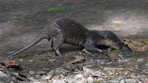 Species Spotlight: The Asian Small-Clawed Otter — A Victim of the Pet ...