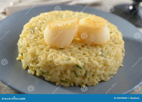 Risotto with scallops stock photo. Image of seafood, risotto - 36690808