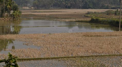 This is an Image of Farm Land in Rural India . Stock Photo - Image of ...